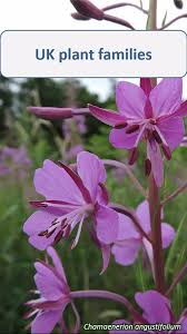 Image result for Onagraceae