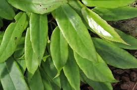 Image result for Begonia longipetiolata