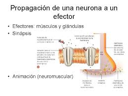 Esquema general del sistema nervioso. Sistema Nervioso Esquema Simple En Vertebrados Receptores Neuronas