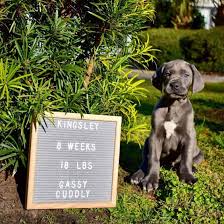 If you are considering buying a great dane, of course you wonder how much do great danes cost? Is The Magnificent Great Dane The Right Dog For You K9 Web