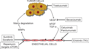 Image result for Angiogenesis