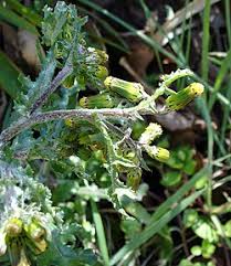 Image result for Senecio luembensis