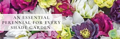 50 s blue angel pkwy, pensacola. How To Grow Spring Blooming Hellebore Flowers National Garden Bureau