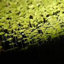 Image result for Wolffiella repanda