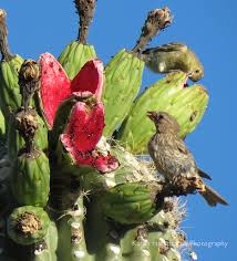 The saguaro (/səˈwɑːroʊ/, spanish pronunciation: Finch Eating Tiny Seeds In The Saguaro Cactus Fruit Arizona Bird Watcher