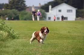 Image result for anglický špringršpaněl