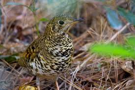 Image result for トラツグミ