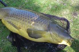 Master Umpan Ikan Mas Galatama Ikan Mas Babon Essen