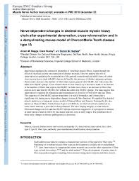 Pdf Nerve Dependent Changes In Skeletal Muscle Myosin Heavy