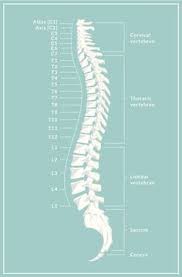 Knackpunkt Wirbelsaule Daher Stammen Die Schmerzen Spondylolisthesis Anatomy Spinal Column