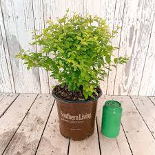The vibrant golden foliage is present year round, and the small, oblong leaves provide a fine texture to landscapes. Southern Living Plant Collection 2 5 Qt Sunshine Ligustrum Evergreen Shrub Bright Golden Yellow Foliage 3953q The Home Depot
