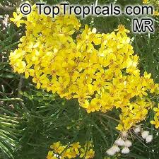 Image result for Senecio sp.no.1