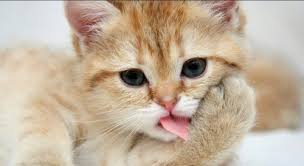 Gambar kartun lucu wallpaper gambar kartun lucu profil wa. Wallpaper Kucing Lucu Cat Mammal Small To Medium Sized Cats Whiskers Felidae Carnivore Nose Kitten Skin Snout 1294589 Wallpaperkiss