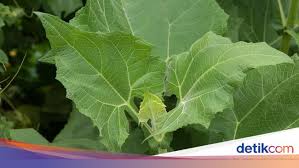 Maybe you would like to learn more about one of these? 5 Fakta Daun Insulin Yang Kabarnya Bisa Turunkan Gula Darah