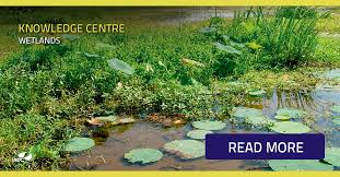 The vermont wetlands program is responsible for identifying and protecting wetlands and the functions and values they provide by the implementation of the vermont wetland rules. Wetlands Are A Natural Coastal Habitat With Unique Species Of Flora And