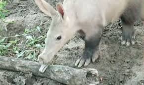 10 Facts About Aardvarks