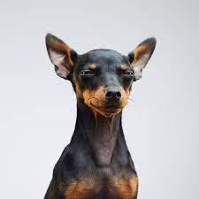 Mind Blowing Qualities Of 8 Most Largest Types Of Do Breeds Arount The World Tipsandfactz In 2020 Miniature Pinscher Dog Dog Breeds Pets