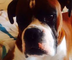 Rehome buy and sell, and give an animal a forever home with preloved! Cornwall South Devon Boxer Rescue Home