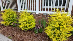Image result for Ligustrum