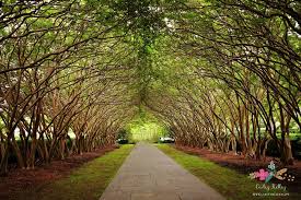 Trip To The Dallas Arboretum Carley Kelley Dallas Arboretum Arboretum Tree Tunnel