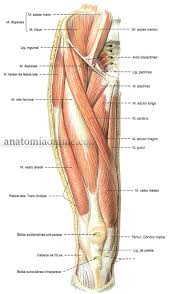 Musculos Do Membro Inferior Anatomia Online