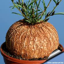 Image result for Ipomoea bolusiana