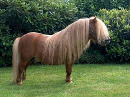 This Is A Shetland Pony Long Haired Pony Horse Shetland Pony Horse Breeds