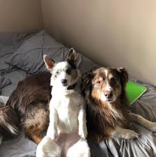 Rated 5.00 out of 5 based on 2 customer ratings. 4 Paws Tree House Boarding And Daycare Home Facebook