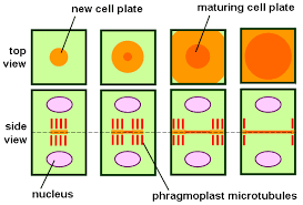Mitosis occurs through the stages of karyokinesis and cytokinesis. When Does Cytokinesis Occur In Mitosis Albert Io