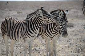 5 5 what is a zebra? Zebras Fun Facts What Color Are They Are They Horses