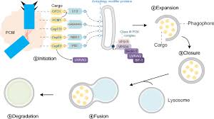 Image result for Centrostigma