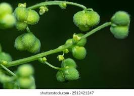 Image result for Micrococca mercurialis