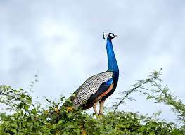 લાગણીના વાવેતર 💝 (@newfeeelings) / Twitter