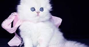 Adorable Black And White Kittens For Sale Teacup Persian Cats Small Teacup Persian Kitten Teacup White Persian Kittens For Sale Teacup Persian Cats Teacup Kitten Teacup Cats