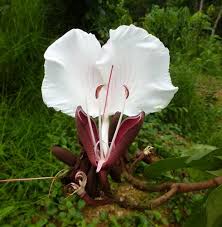 Image result for Gilbertiodendron dewevrei