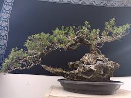 Image result for Pemphis