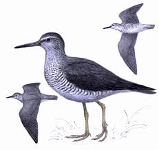 Image result for Tridactyle tricuspis