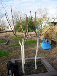 Our fruit trees are shipped to melbourne, sydney, brisbane and many australian states and towns excluding south australia, western. Pin On Fruit Trees And Espalliers