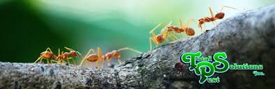 Check spelling or type a new query. The Wrong Way To Get Rid Of Ants Total Pest Solutions