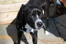 American Staffordshire Terrier Boxer Lab Mix