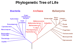 Protist Phylogenetic Tree Study Com