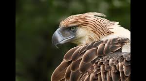 Some of these birds are known to you and you didn't expect to see! The World S Largest Eagle Youtube