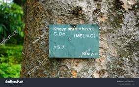 Image result for Khaya anthotheca