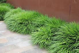 Hakonechloa Macra Japan Berggras Japan Berggras Zahlt Zu Einem Der Schonsten Ziergraser Im Staudensortiment Es Bildet F Bepflanzung Ziergras Graser Im Garten