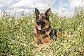 I have cats , but many friends have dogs and i love their spirit and antics. The 15 Best Cat Friendly Dog Breeds