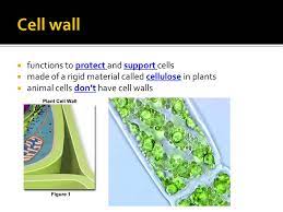 Check spelling or type a new query. Cell Structure And Organelles Ppt Download