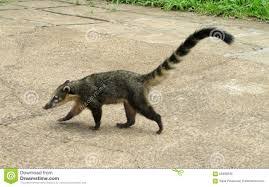 ¿cómo generar un equilibrio entre desarrollo de infraestructura vial y protección de especies de fauna silvestre que se comienzan a vulnerar con la construcción de carreteras? Ruta Disenada De Daniel Alexis Escobar Abad Cascada El Romeral Ficha 1650421 Julio 2019