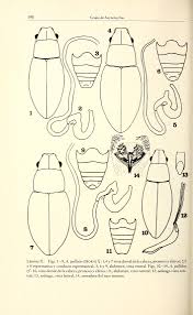 Bd.35-36 (1987) - Entomologische Arbeiten aus dem Museum G. Frey Tutzing  bei München - Biodiversity Heritage Library