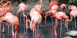 Why Do Flamingos Stand On One Leg Sporcle Blog It does not change the website that. why do flamingos stand on one leg