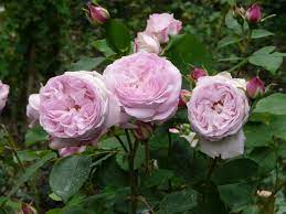 Hybrid Noisette Rambling Rose Rosa Oscar Chauvry France 1900 Rose Garden Design Love Rose Rose